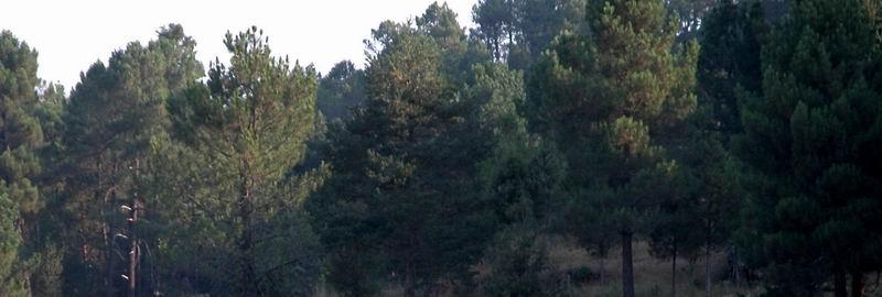 Pinares de Urbión